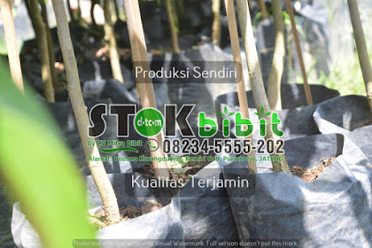 Jamblang                                      tanaman jamblang putih
