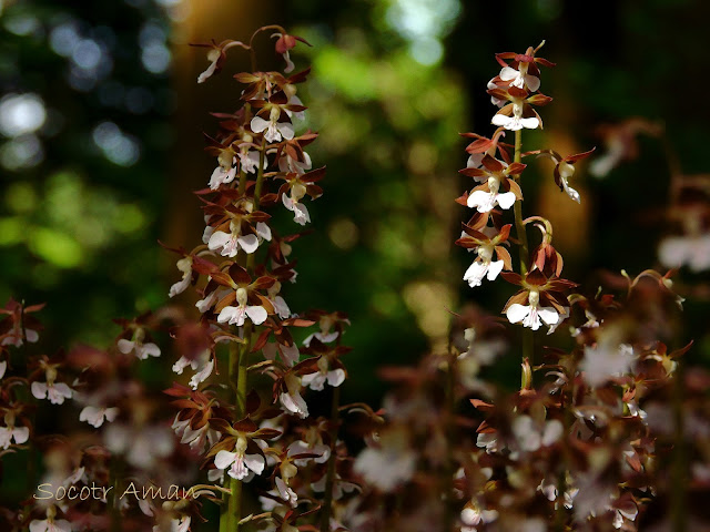 Calanthe discolor