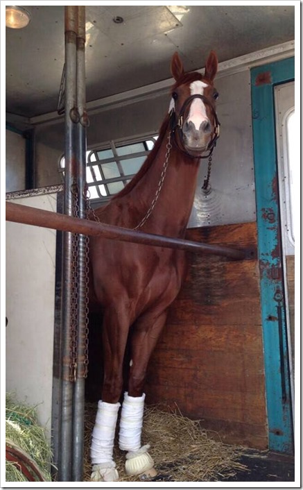 California Chrome after his Derby win waiting to board the plane for Maryland Photo | Barkley Porter