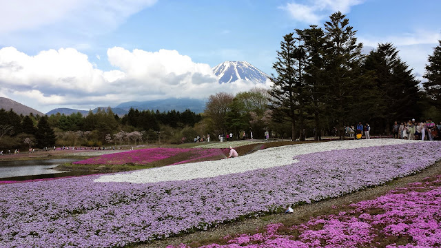 芝桜