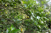 Ulam-ulaman dan Sayur-sayuran Kampung