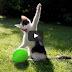 Cats Popping Balloons Compilation