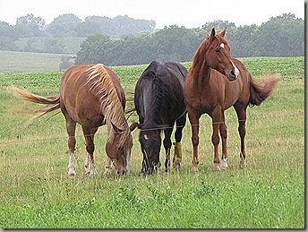 baseball misc horses 164