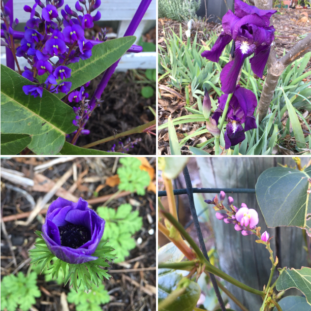 Four purple flowering plants