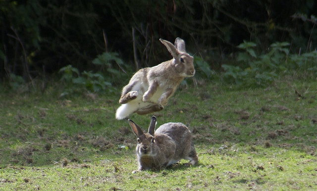 Easter Bunnies Jumpin Leapin Bouncin The Ark In Space