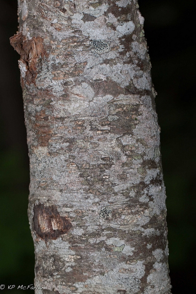 Рябина американская (Sorbus americana)
