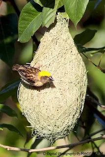 Baya Weaver at Nest