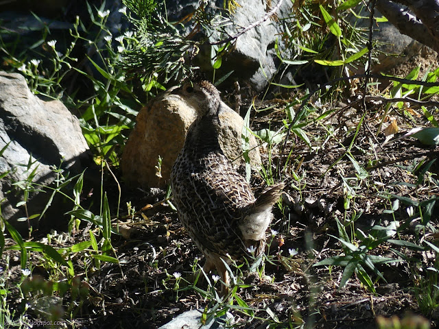 322: mountain chicken