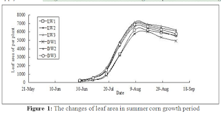 The Growth Characteristic of Summer Maize in the Wide Ditch Irrigation Mode