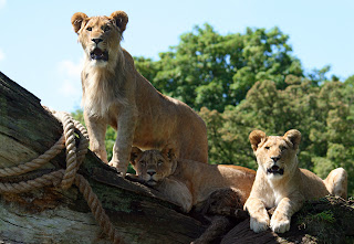 FEMALE LIONS