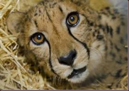 Amazing Animal Pictures Cheetah (11)