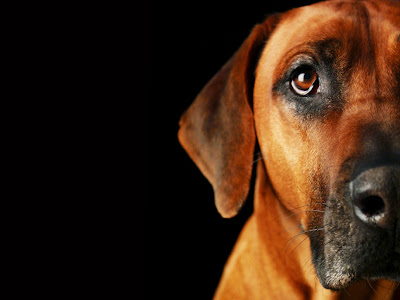 Rhodesian Ridgeback, dog portraits, photographs 