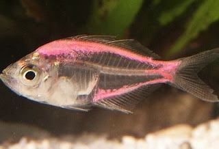 Indian Glassy Fish