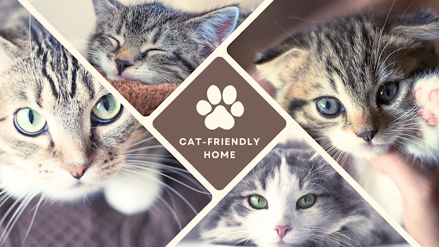 Making your home cat-friendly, Pet care, Indoor cats