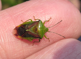 Hawthorn shield bug, Acanthosoma haemorrhoidale, found on a laurel leaf at High Elms Country Park, photographed on my finger. 1 May 2011.