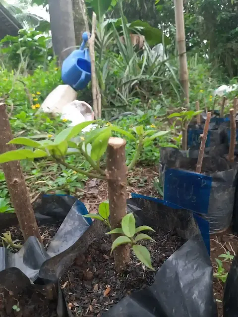 Budidaya tanaman cincau hijau di lahan