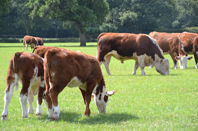 Cattle in field