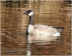 Barnacla de Hutchins Branta hutchinsii