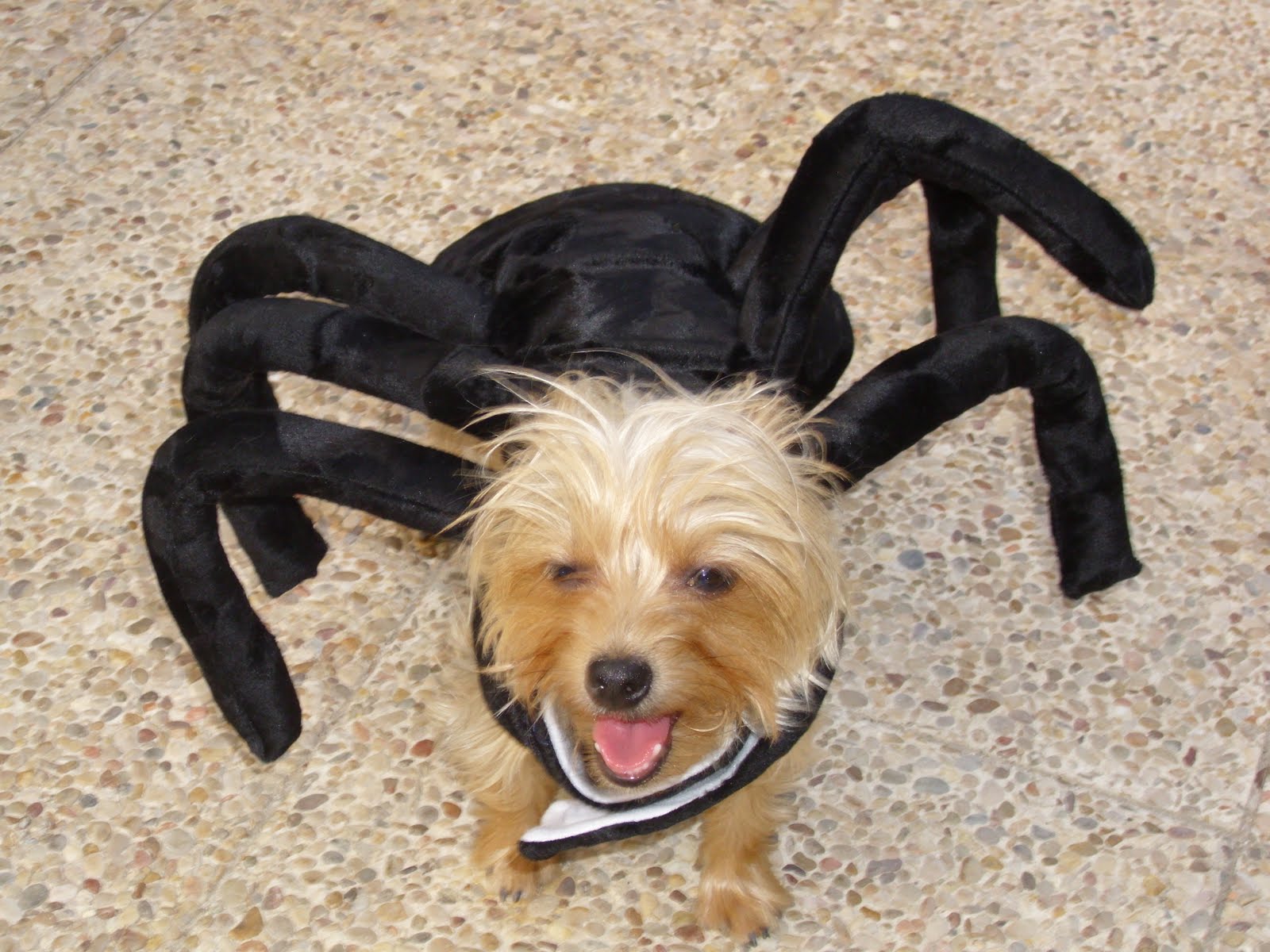MEMEKAN: DISFRAZ DE ARAÑA, ROPA PERRO