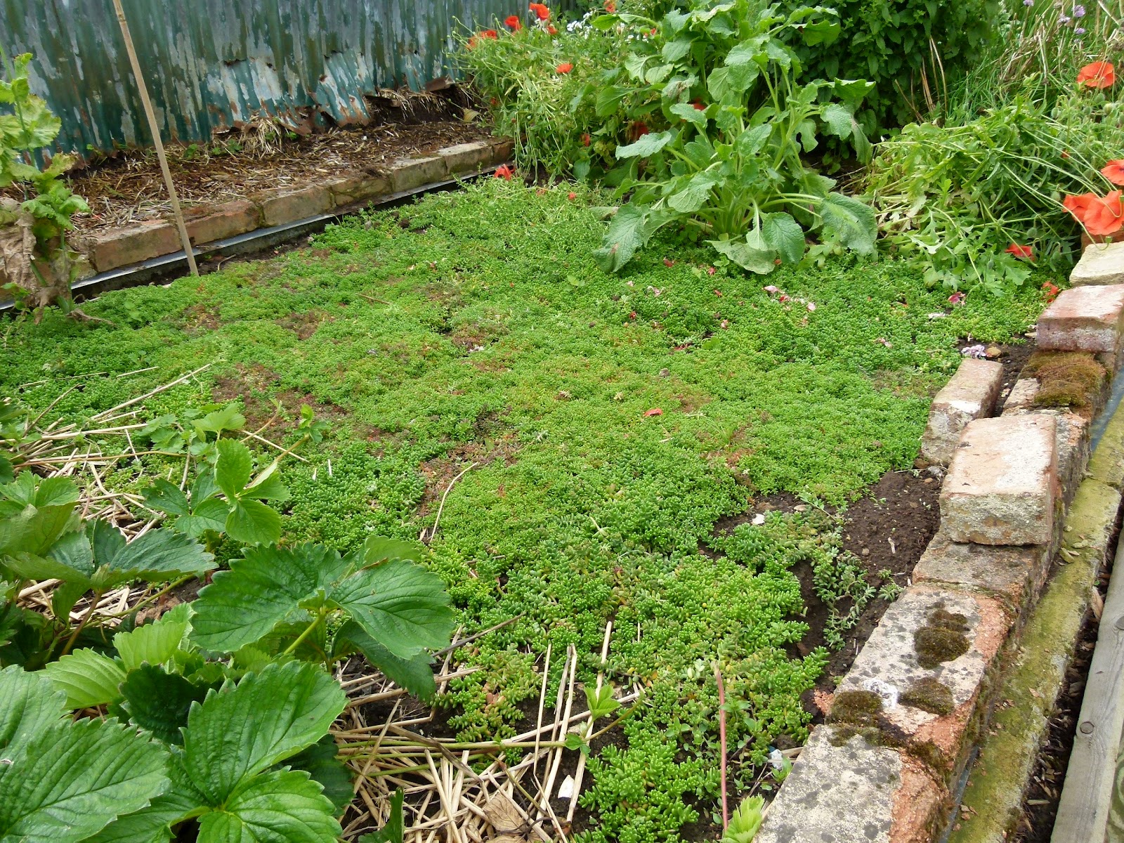 Freshwinds Garden: Sedum for cob shed roof