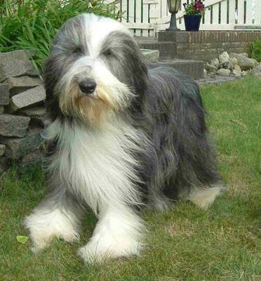Bearded Collie Puppy Picture