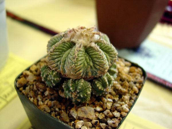 xuong-rong-aztekium-ritteri