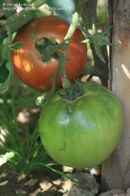 http://www.biodiversidadvirtual.org/herbarium/Solanum-lycopersicum-L.-img245104.html