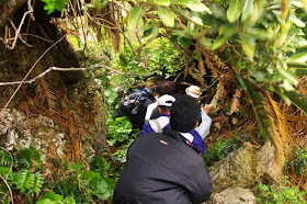 jungle vegetation lines trail