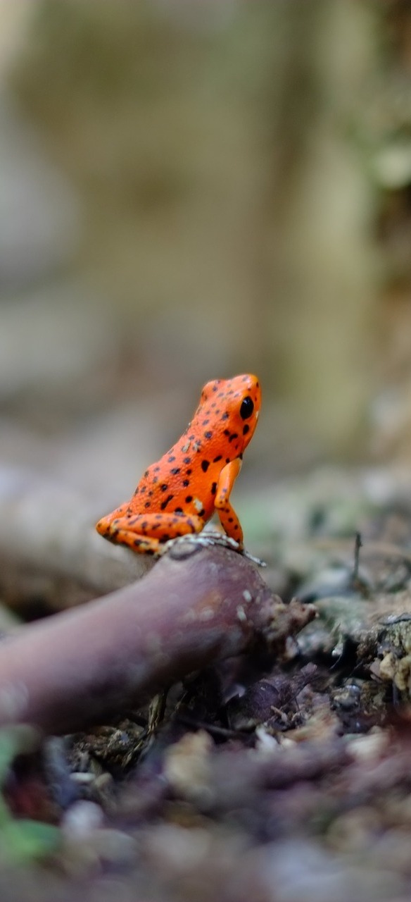 Poisonous small red frog.