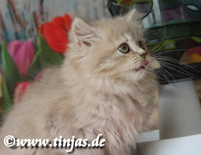 BLH Kitten 9 Wochen tinjas Lilac golden tabby