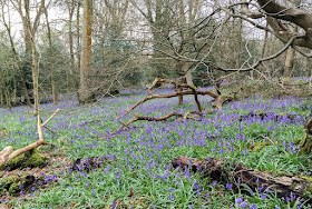 Bluebells in Hangrove Wood, Downe Bank.  Hyacinthoides non-scripta.  Asparagaceae.  16 April 2016.