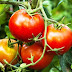 Mga Benepisyo Sa Kalusugan Ng Kamatis (Tomatoes)