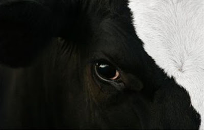 http://www.lemarginalmagnifique.com/2012/07/vaches-lait.html?utm_source=BP_recent