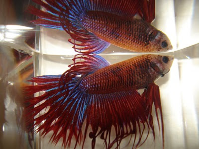 crowntail betta