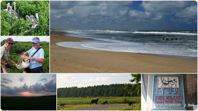 15 Pea Island, Alligator River NWR, NC1