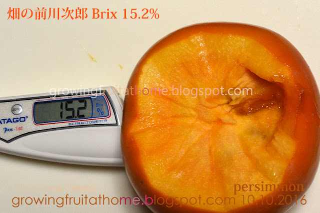 次郎柿の糖度測定