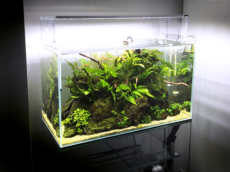 Aquascape Lounge なんか水草が調子が悪い時には