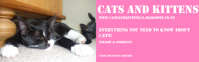 www.catsandkittens13.blogspot.co.nz