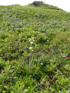 Zigadène glauque - Anticlea elegans - Zigadène élégant