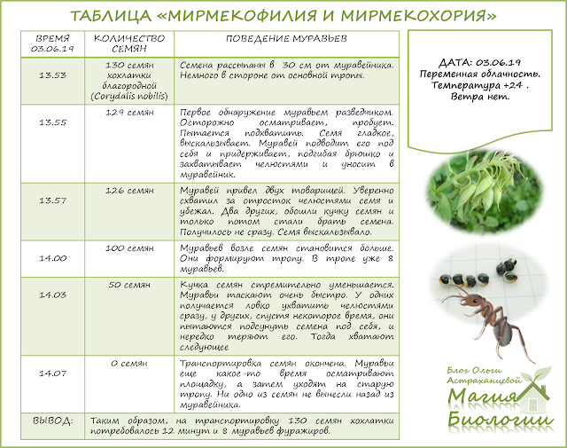 мирмекохория-мирмекофилия-муравьи-семена-эксперимент