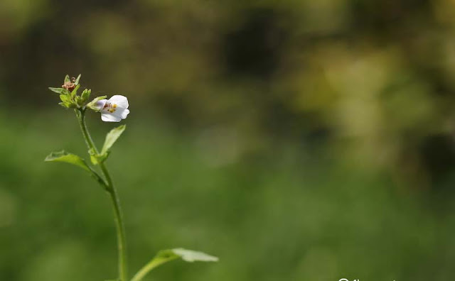 Mazus Japonicus Flowers Pictures