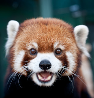 Red Panda