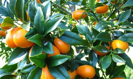 Kumquat Trees