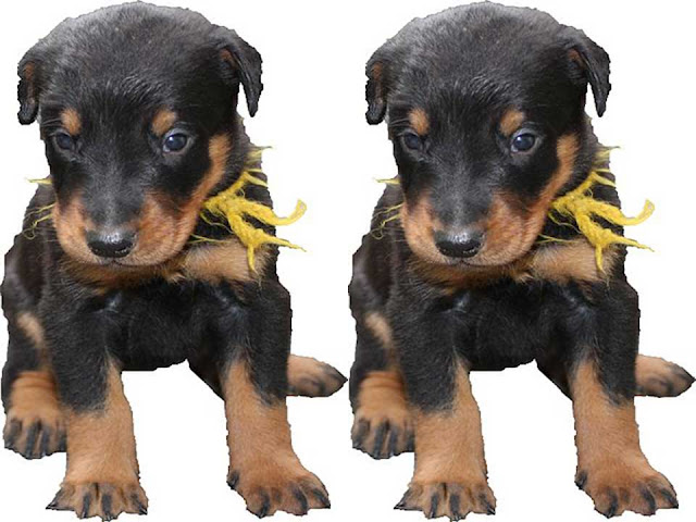 beauceron, beauceron puppies, Rescue Dogs, Herding Dog Breeds, Berger de Beauce, Sheepdog 