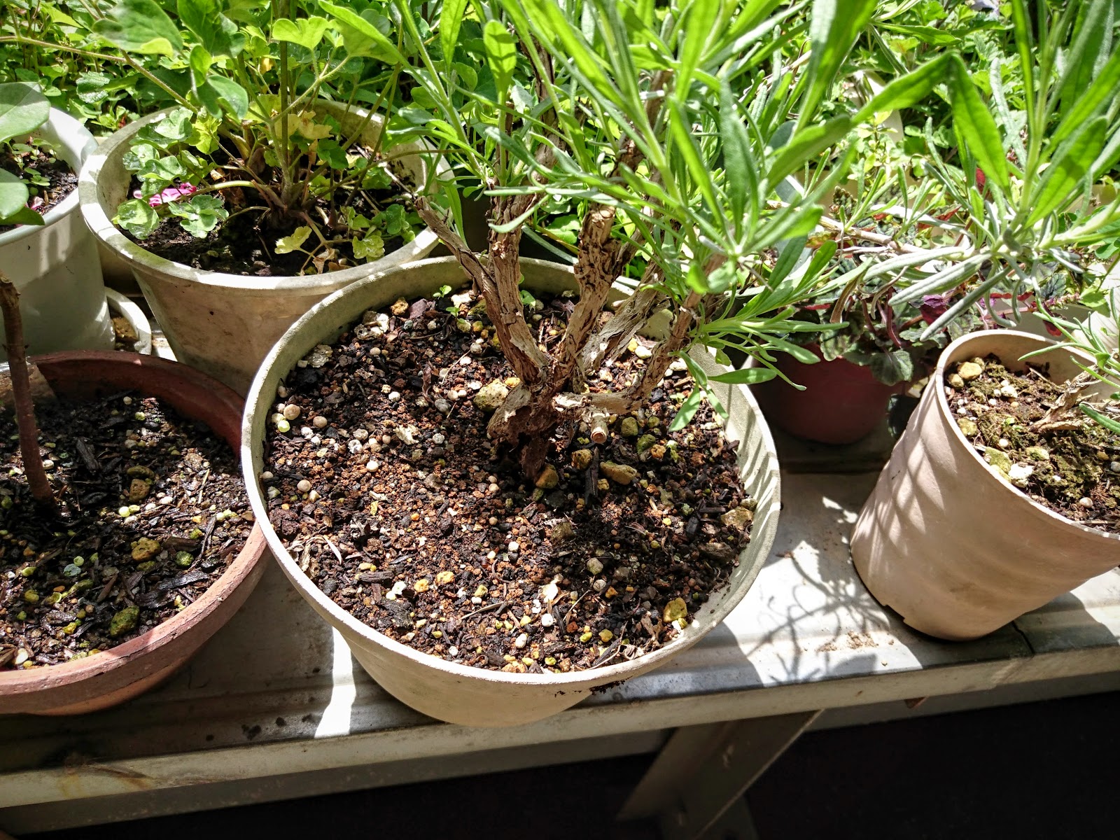 あすきん ラベンダーの正しい鉢植えの仕方が判明したらしい