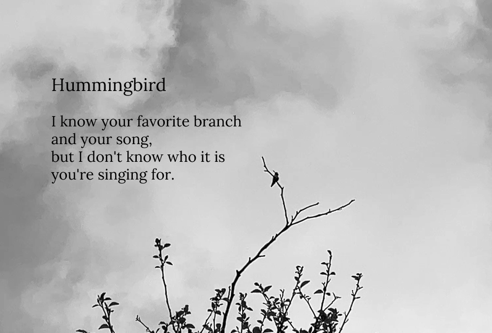 Poem and black and white photograph of a hummingbird by Ingrid Lobo