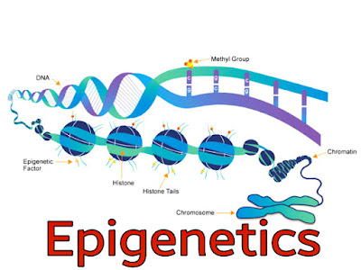 Epigenetics image, diagram