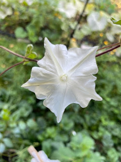 Morning Glory Flower