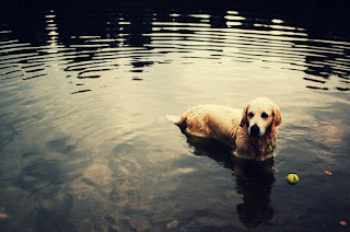 Golden retriever dog is playing with a ball in a pound, cute puppy pic