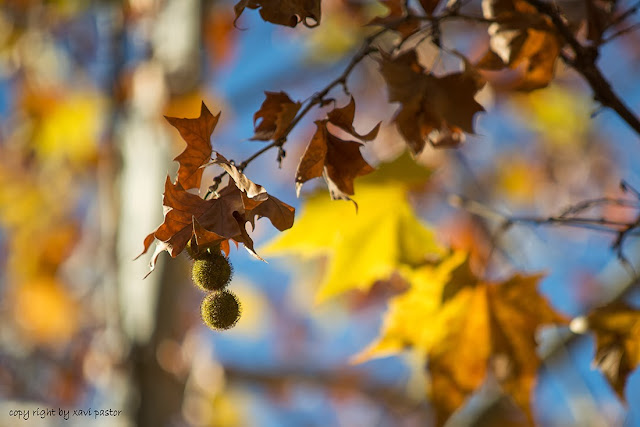 fulles, hojas, otoño, la tardor, fuentes del marques, caravaca de la cruz